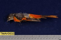 藏品(灰喉山椒鳥)的圖片